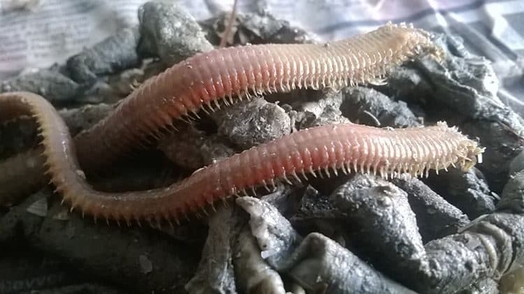 canlı kaya kurdu, canlı boru kurdu, boru kurdu yemi, kaya kurdu yemi, doğal canlı yem, oltayemi.com kurdu, levrek yemi