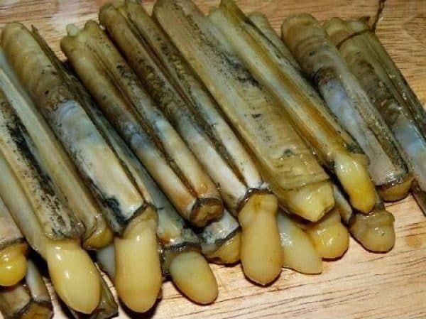 Canlı ve Soyulmuş Sülünez Rehberi | Toptan ve Perakende Satış Canlı ve Soyulmuş Sülünez Rehberi | Toptan ve Perakende Satış