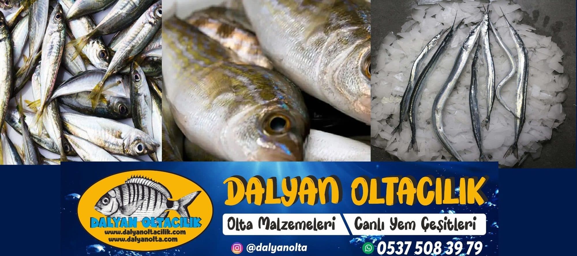 Canlı yem, deniz balıkçılığında en doğal ve etkili besin kaynağıdır.
